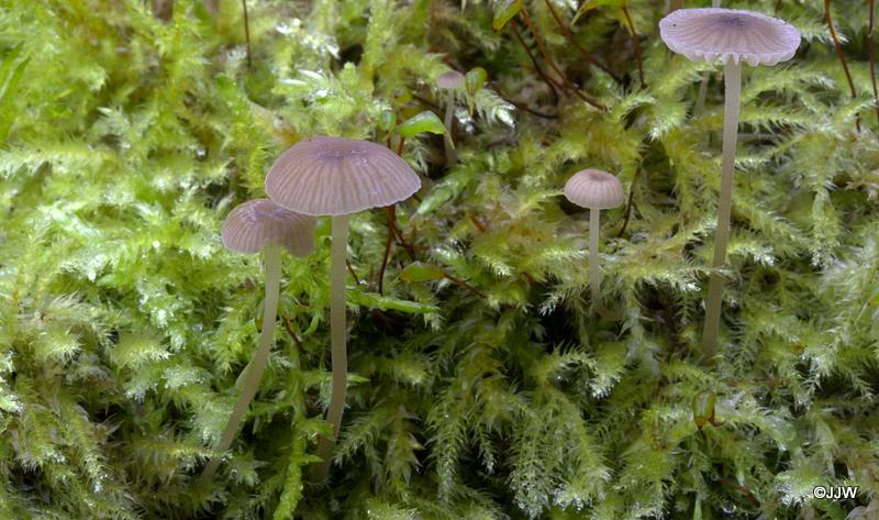 Mycena speirea